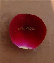  Petal